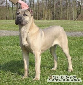 dog_class_94.jpg