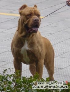 20063286187771.jpg