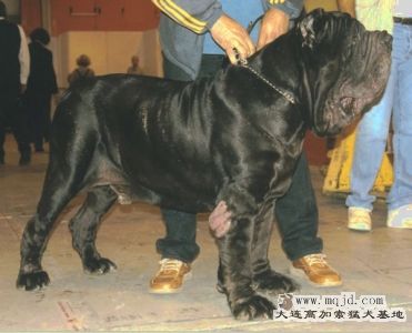 brigantedelcastellaccio.jpg