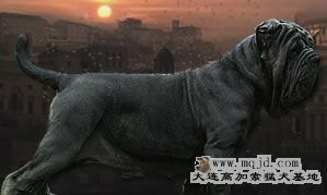 colosseo_header_fiblack_r1_c1.jpg