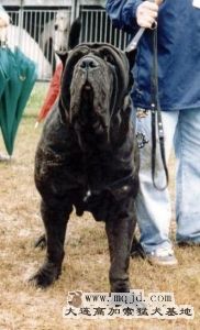 carnera4.jpg