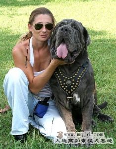 mastino-napoletano-dog-harness.jpg