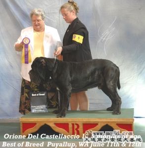 orionepuyallupshow.jpg