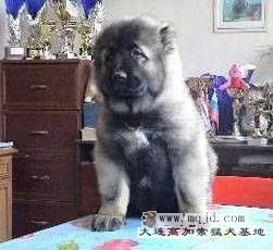bpuppy01.jpg
