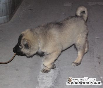 20071209_85da47c6ab443e98466deqgd88HiMIzr.jpg
