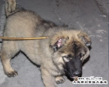 20071209_2770a914747dcb737bf3APuavKLZLoqo.jpg