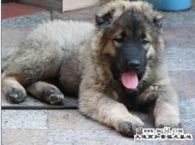 20071130_fa3746d7b5f9633ff2b9Y3NnSU4IE8ys.jpg