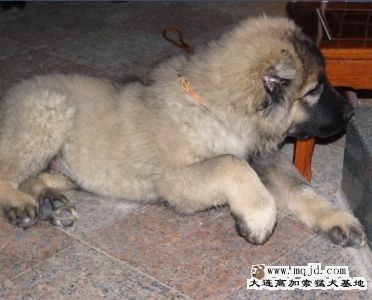 20071209_63c934d01121af9025eegjRaROJhdkPb.jpg