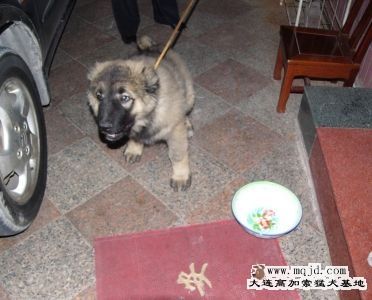 20071209_8e2729f1f992fbba9d3eP0qJDSVKVvi7.jpg