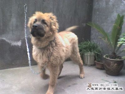 Ƭ 069.jpg