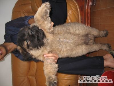 Ƭ 029.jpg
