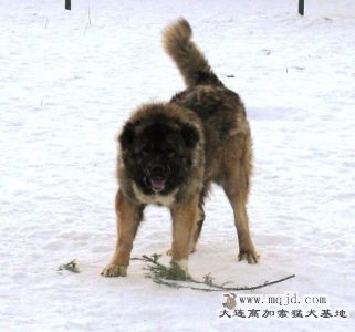 231.jpg