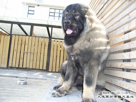 RIMG0102_СС.JPG