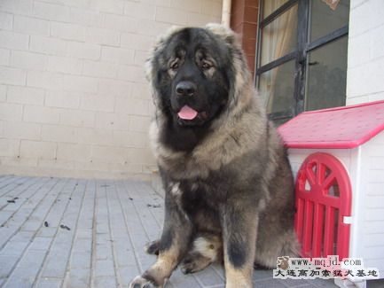 RIMG0108_СС.JPG