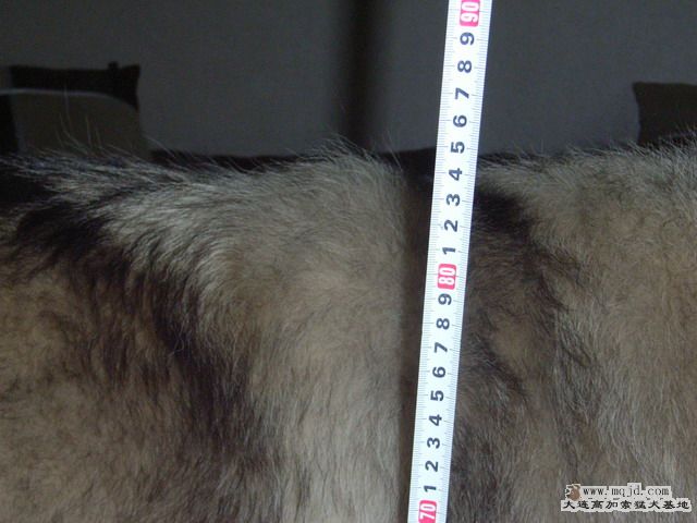 RIMG0133_СС.JPG