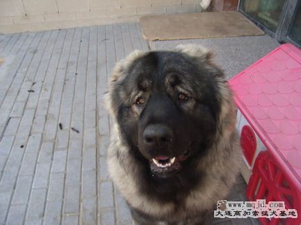 RIMG0107_СС.JPG
