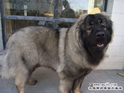 RIMG0121_СС.JPG