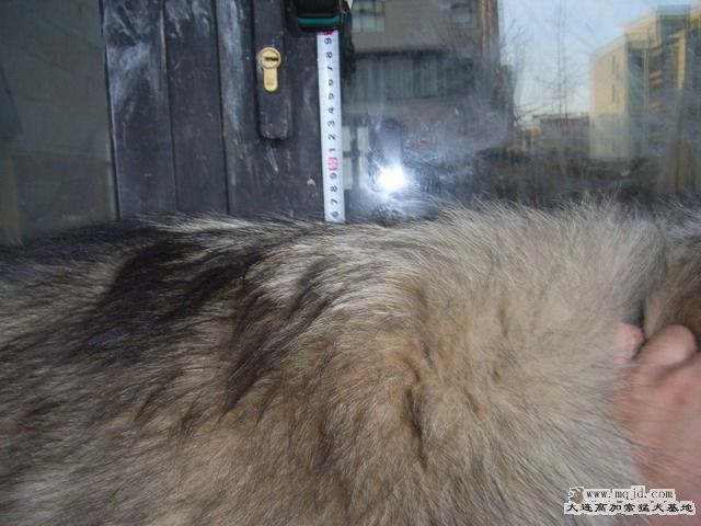 RIMG0132_СС.JPG