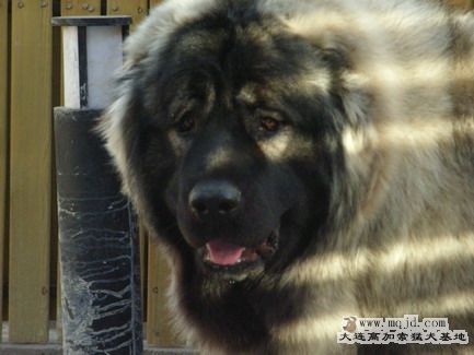 RIMG0099_СС.JPG