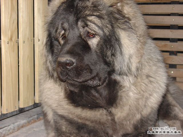 DSC00222_СС.JPG
