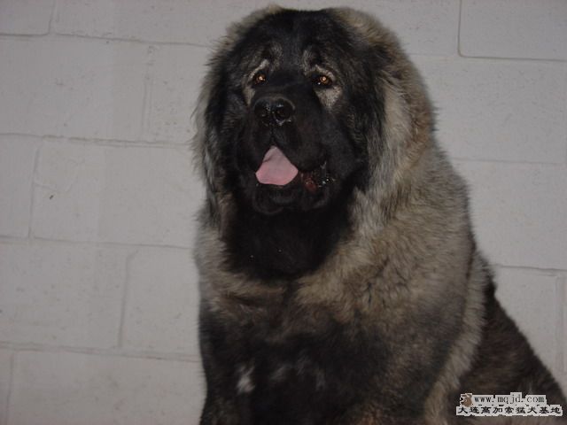 DSC00217_СС.JPG