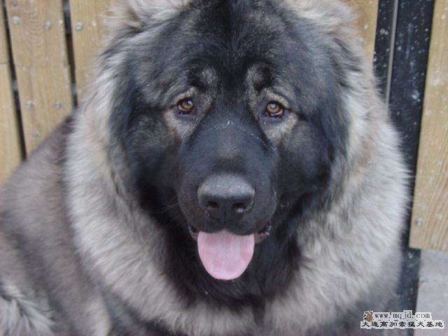 DSC00213_СС.JPG