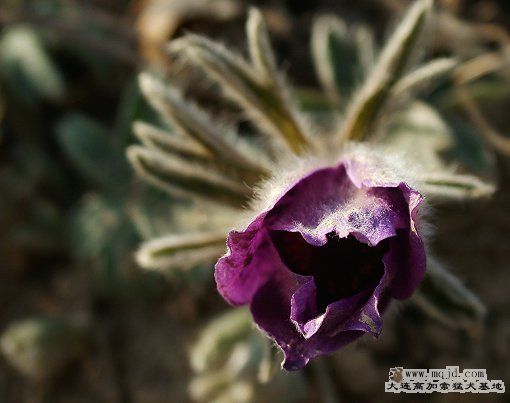 DSCF5238.JPG