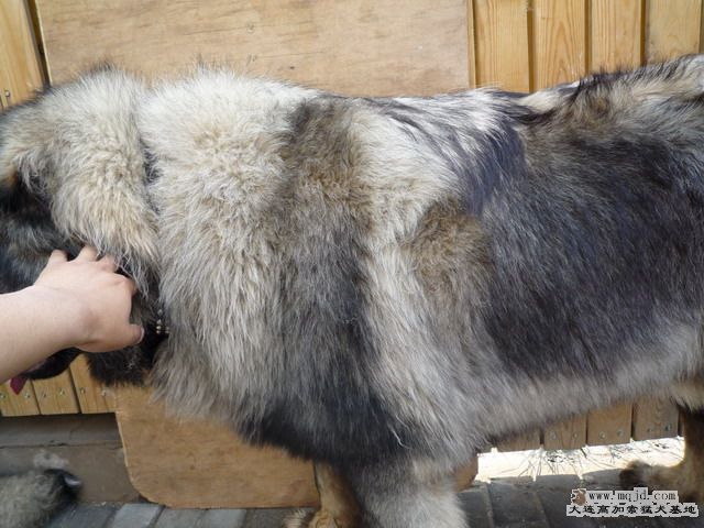 P1000077_СС.JPG