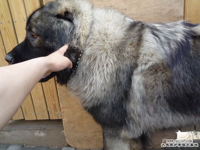 P1000072_СС.JPG