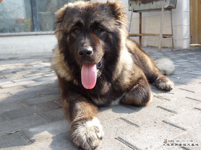 P1000063_СС.JPG
