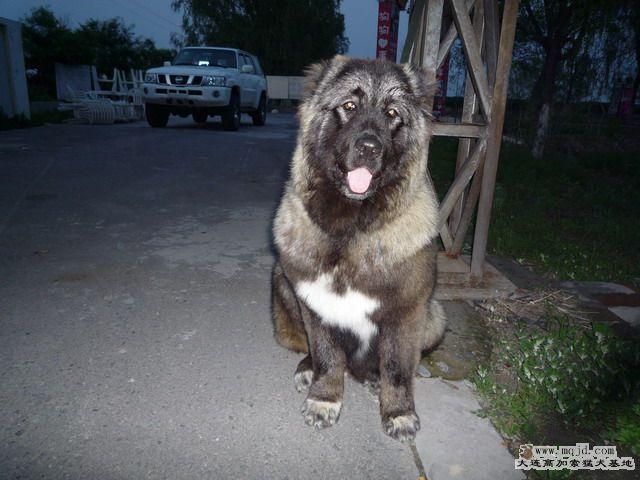 P1000043_СС.JPG