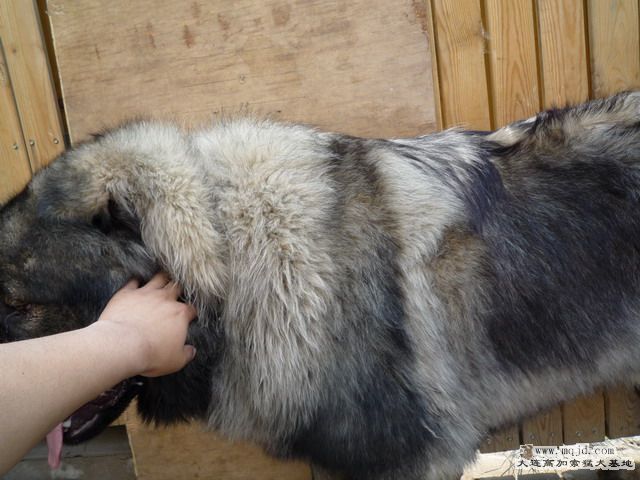 P1000078_СС.JPG
