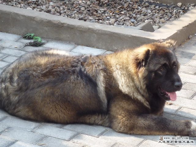 P1000071_СС.JPG