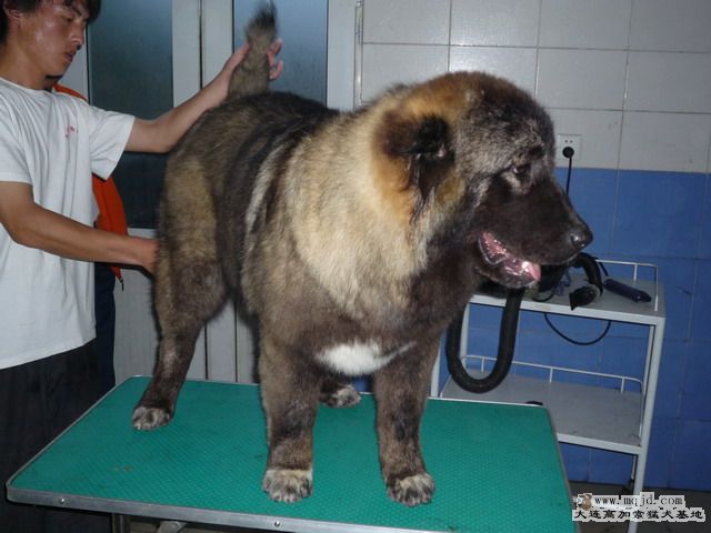 P1000033_СС.JPG