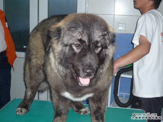 P1000031_СС.JPG