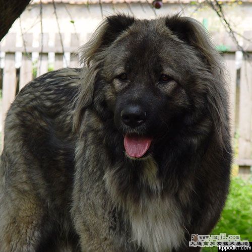 406219_walcsinka.jpg