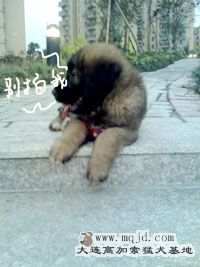 IMG1872A.jpg