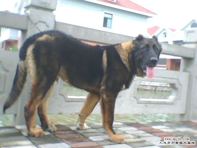 IMG0096A.jpg