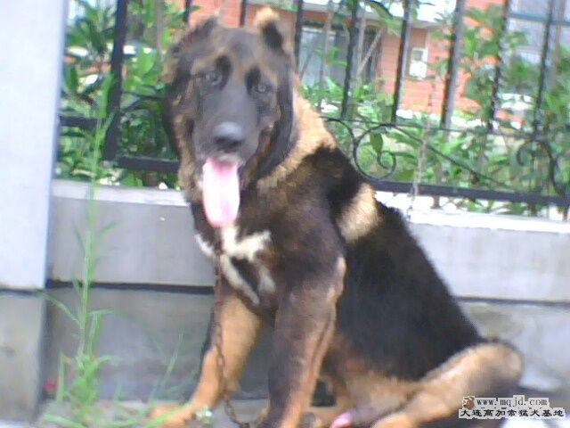 IMG0103A.jpg