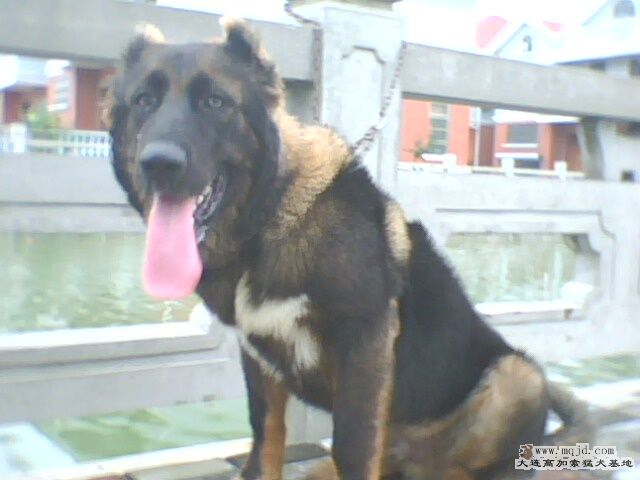 IMG0093A.jpg
