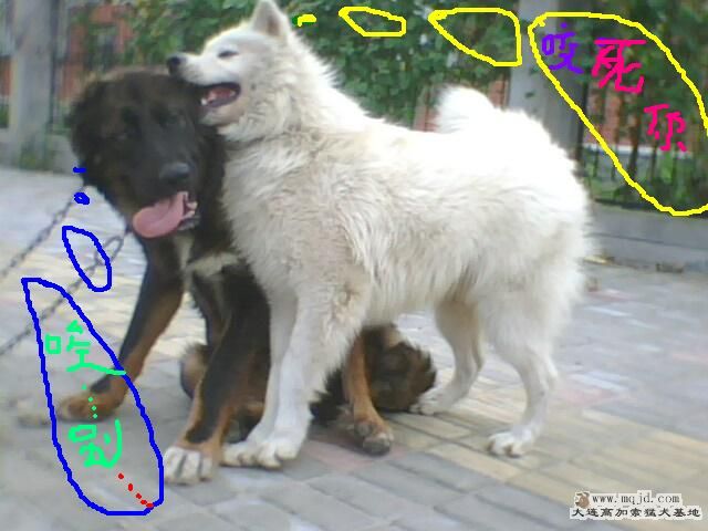 IMG0410A.jpg