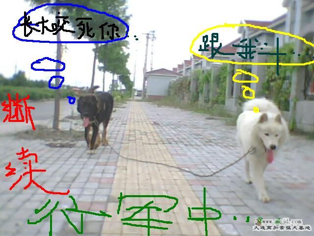 IMG0326A.jpg