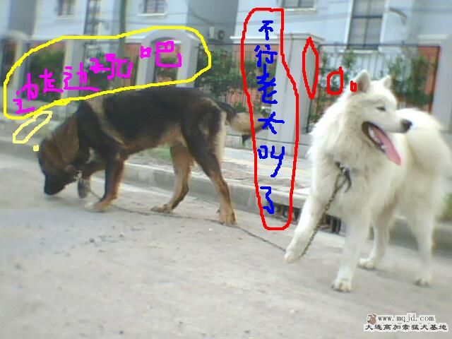 IMG0338A.jpg