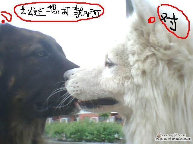 IMG0426A.jpg