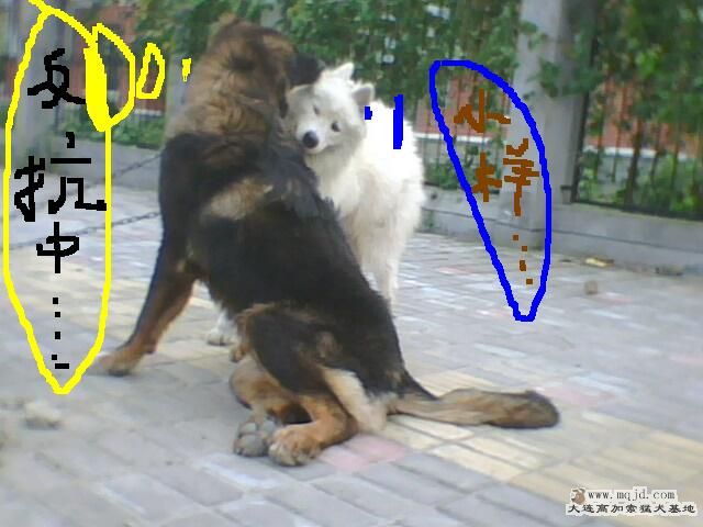 IMG0412A.jpg
