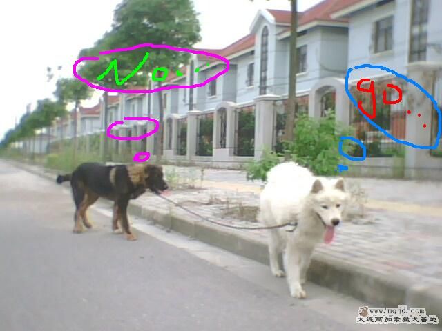 IMG0372A.jpg