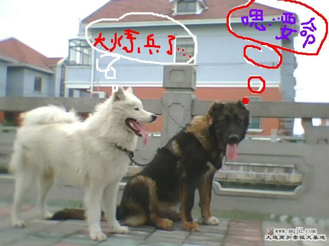 IMG0284A.jpg