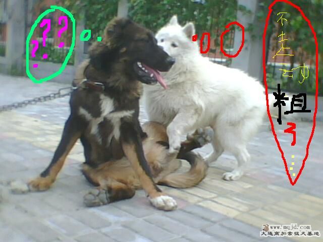 IMG0411A.jpg