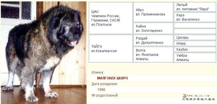 MALGOBEK TSKARO.jpg
