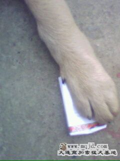 IMG0056A.jpg